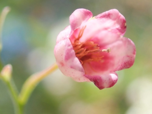Vaccinium arboreum (sparkleberry) (alternate view 4)