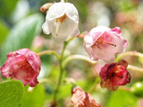 Vaccinium arboreum (sparkleberry) (alternate view 5)