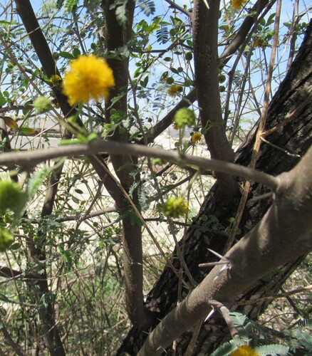 Vachellia farnesiana (Sweet acacia)