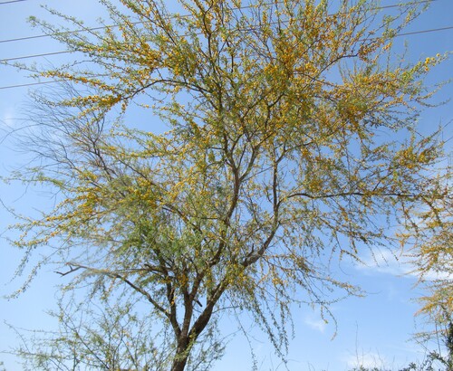 Vachellia farnesiana (Sweet acacia)