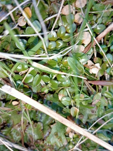 Epilobium brunnescens (New Zealand Willowherb)