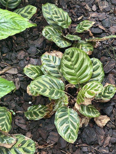 Goeppertia makoyana (Peacock Plant)