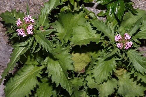 Centranthus (Valerian) (alternate view 4)