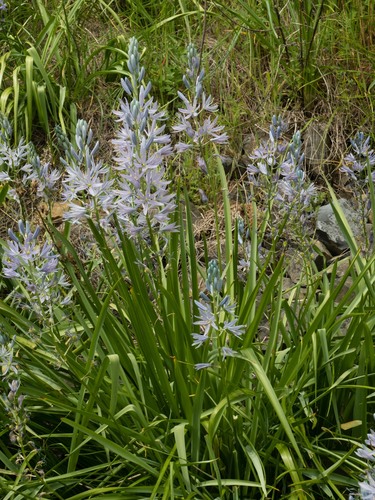 Camassia cusickii (Cusick's Camas)