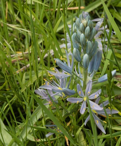 Camassia cusickii (Cusick's Camas) (alternate view 2)