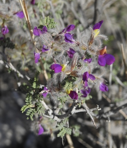 Dalea formosa (feather dalea) (alternate view 5)