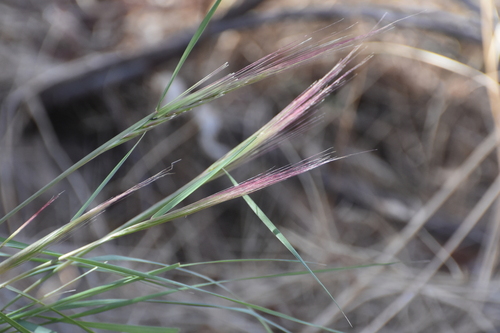 Elymus elymoides (Squirreltail)