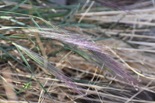 Elymus elymoides (Squirreltail) (alternate view 2)