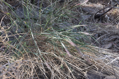 Elymus elymoides (Squirreltail) (alternate view 3)