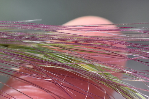 Elymus elymoides (Squirreltail) (alternate view 4)