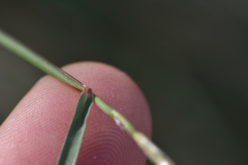 Elymus elymoides (Squirreltail) (alternate view 5)