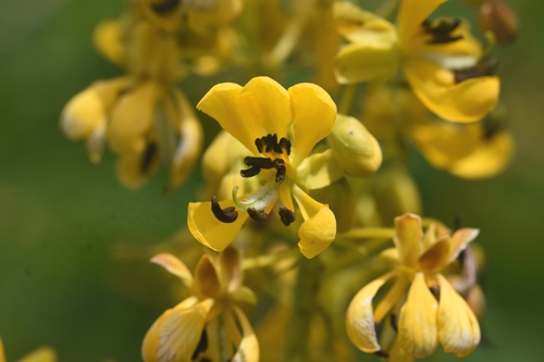 Senna hebecarpa (American senna)