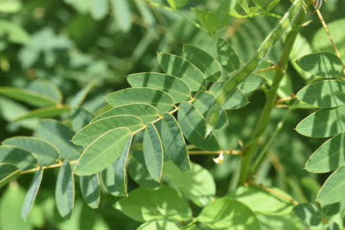 Senna hebecarpa (American senna) (alternate view 2)