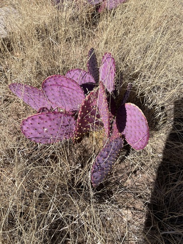 Opuntia santa-rita (Santa Rita Prickly Pear)