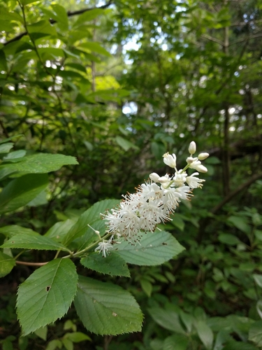 Clethra alnifolia (summersweet, sweet pepperbush)