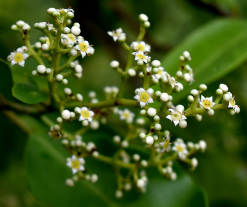 Geijera salicifolia (Axe Gapper)