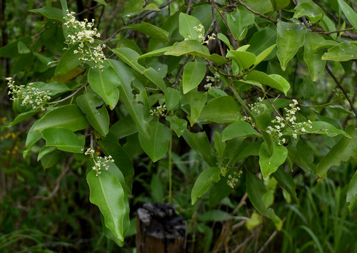 Geijera salicifolia (Axe Gapper) (alternate view 2)