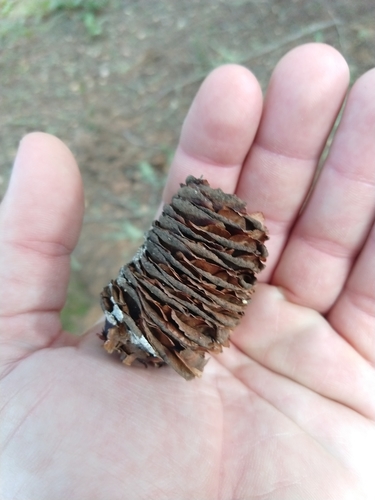 Abies grandis (grand fir)