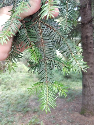 Abies grandis (grand fir) (alternate view 2)