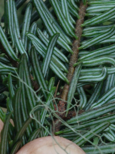 Abies grandis (grand fir) (alternate view 3)