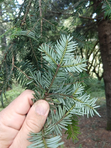 Abies grandis (grand fir) (alternate view 4)