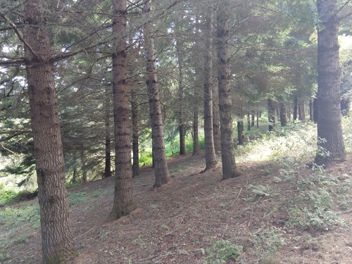 Abies grandis (grand fir) (alternate view 5)