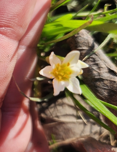 Nothoscordum bivalve (crowpoison)