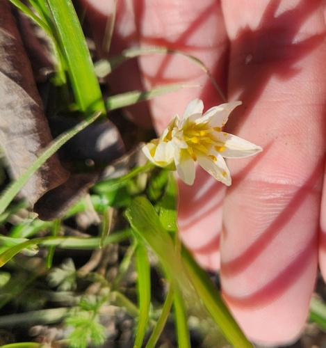 Nothoscordum bivalve (crowpoison)