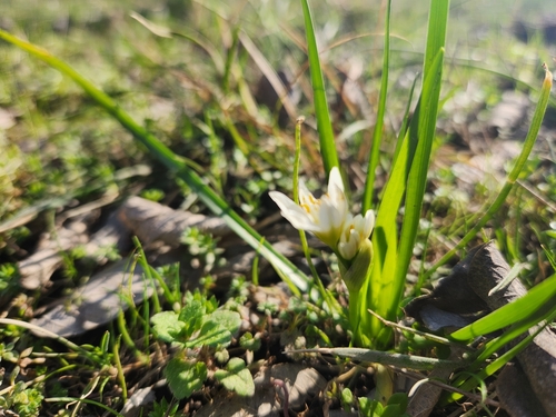Nothoscordum bivalve (crowpoison)