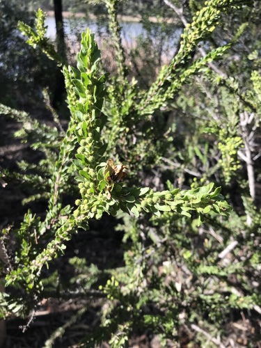Acacia paradoxa (Kangaroo thorn) (alternate view 10)