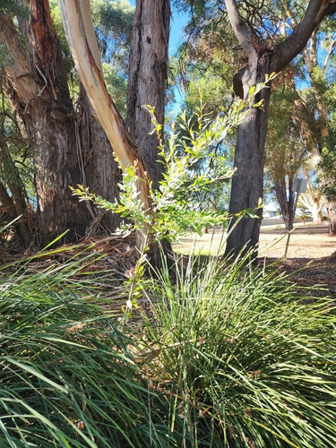 Hakea salicifolia (Willow-leaved hakea) (alternate view 6)