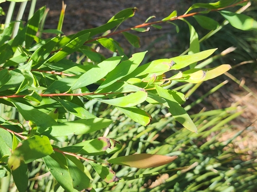 Hakea salicifolia (Willow-leaved hakea) (alternate view 7)