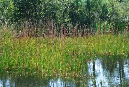 Philydrum lanuginosum (woolly frog's-mouth) (alternate view 6)
