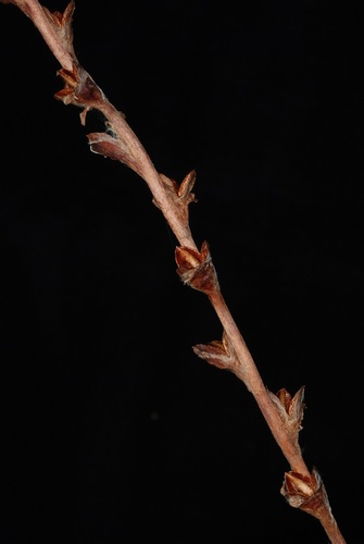 Philydrum lanuginosum (woolly frog's-mouth) (alternate view 7)