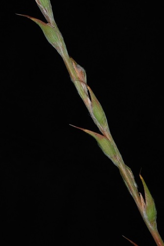 Philydrum lanuginosum (woolly frog's-mouth) (alternate view 8)