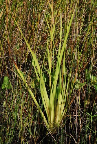 Philydrum lanuginosum (woolly frog's-mouth) (alternate view 10)