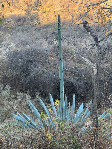 Agave americana (Century Plant)