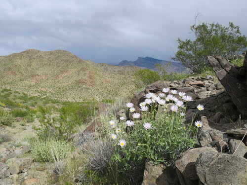 Xylorhiza tortifolia (Mojave Woodyaster) (alternate view 8)