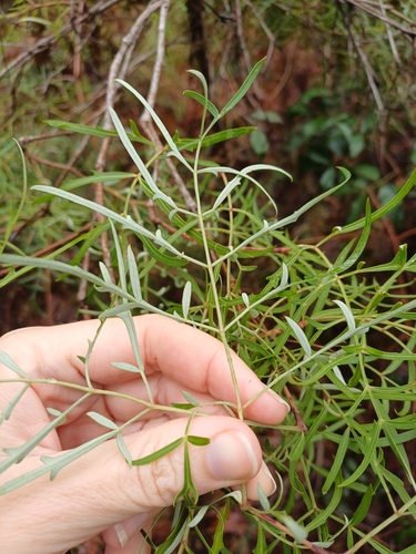 Polyscias sambucifolia (Elderberry Panax) (alternate view 8)
