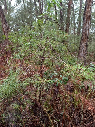 Polyscias sambucifolia (Elderberry Panax) (alternate view 9)