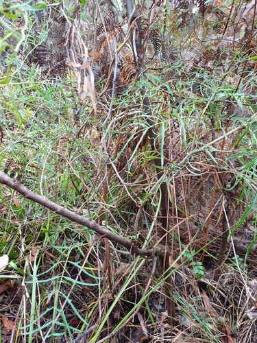 Polyscias sambucifolia (Elderberry Panax) (alternate view 10)
