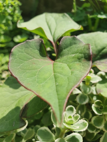 Houttuynia cordata (Chameleon Plant)