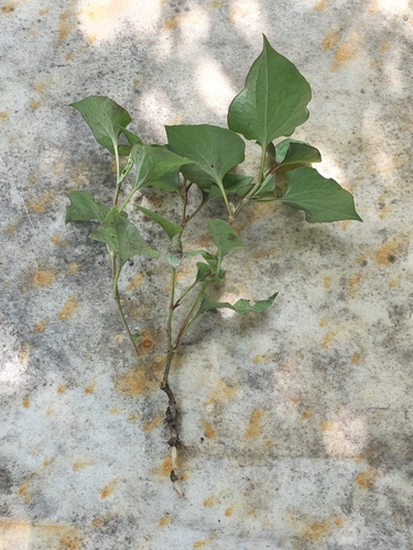 Houttuynia cordata (Chameleon Plant) (alternate view 2)