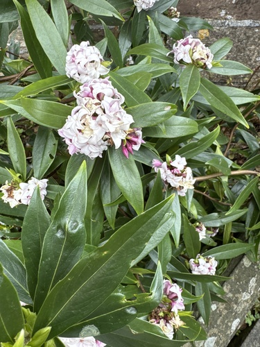 Daphne odora (Winter Daphne) (alternate view 5)