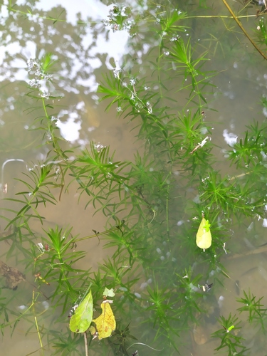 Hydrilla verticillata (hydrilla)