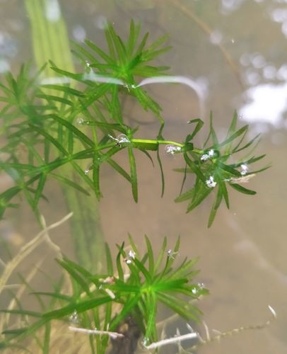 Hydrilla verticillata (hydrilla)