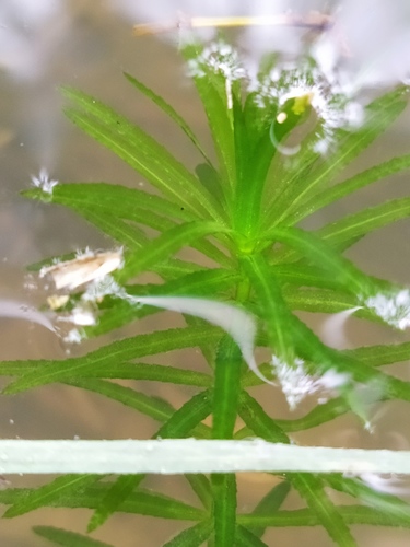 Hydrilla verticillata (hydrilla)