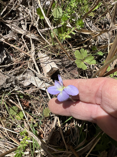 Viola missouriensis (Missouri Violet) (alternate view 2)