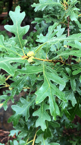 Quercus gambelii (Gambel Oak) (alternate view 4)