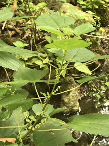 Boehmeria cylindrica (false nettle)